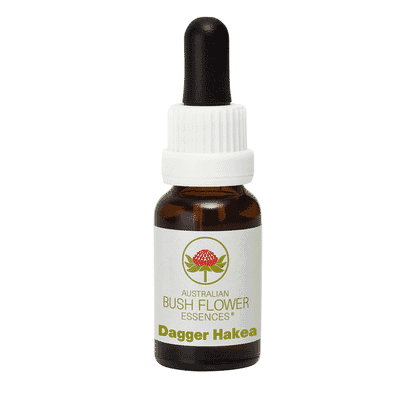 Dagger Hakea (Stock Bottle) 15ml