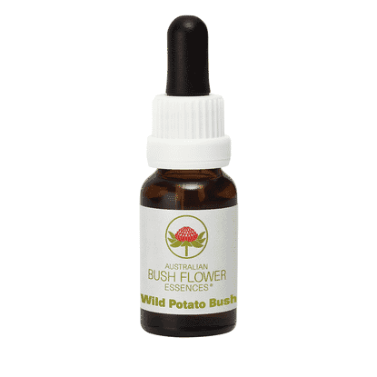 Wild Potato Bush (Stock Bottle) 15ml